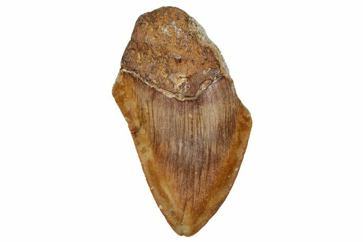 Bargain, Fossil Megalodon Tooth From Angola - Unusual Location #258593